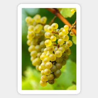 Ripening grapes on the vine Sticker